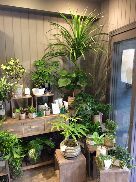 観葉植物