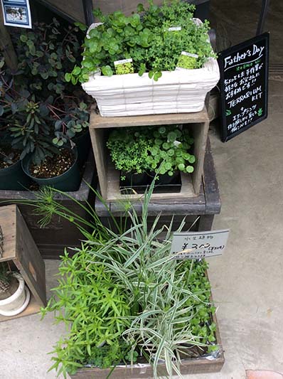 水生植物