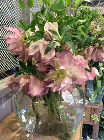 クリスマスローズ